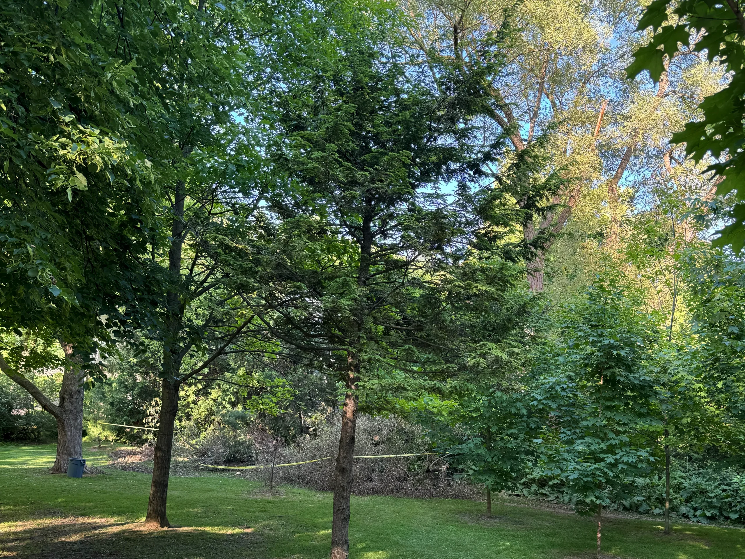 Deciduous trees with lawn in foreground in summer.