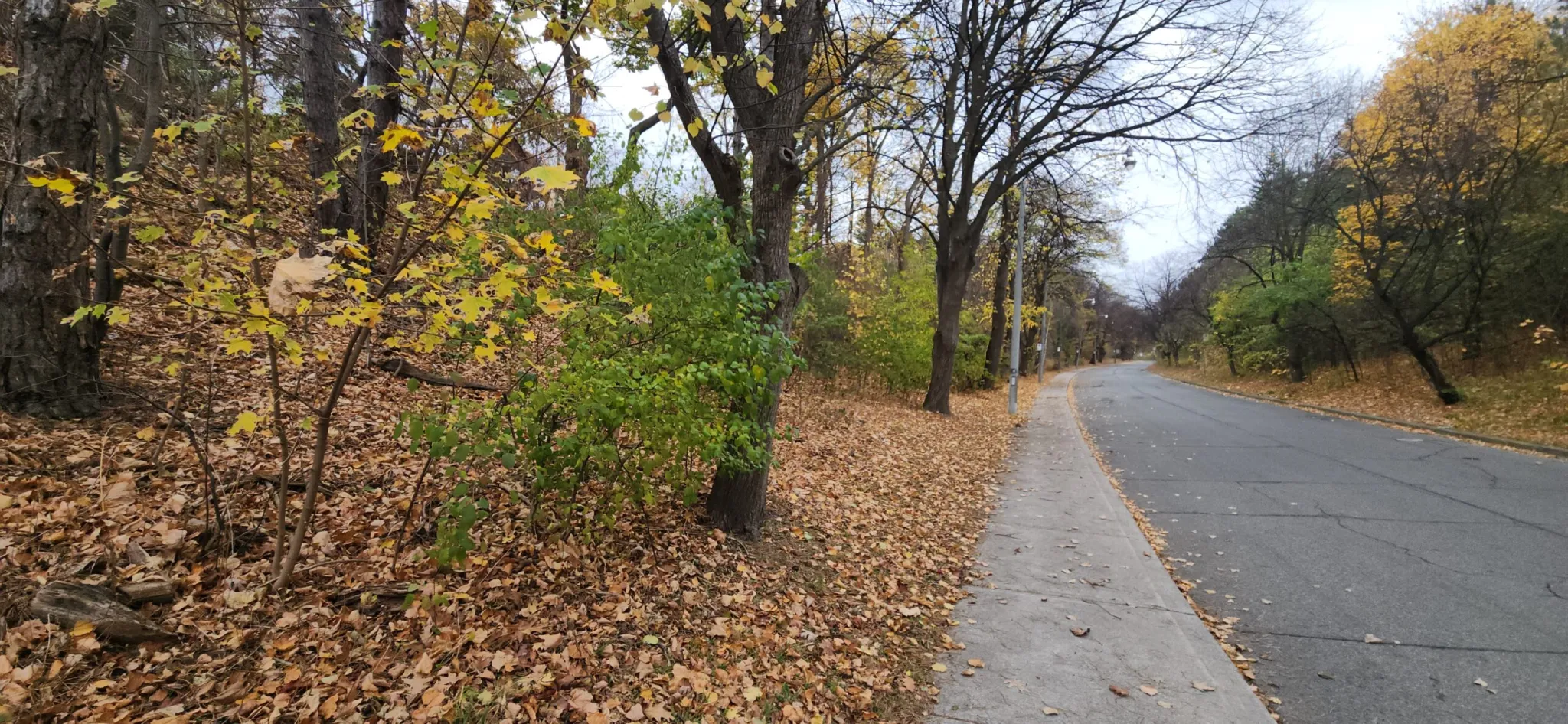 View along Carstowe Road, along the Iroquois shoreline slope