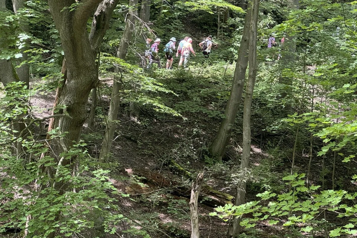 Vale of Avoca July 2026 Update