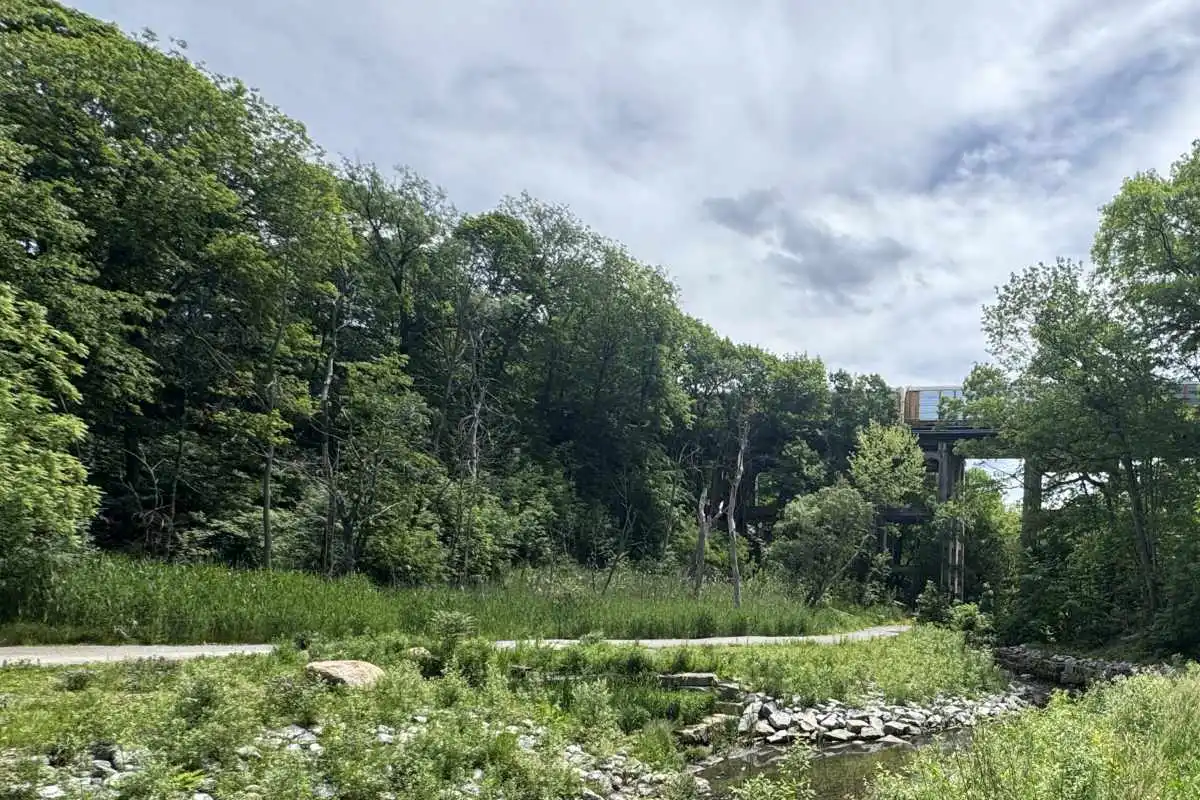 The Vale has a Phragmites Problem, and it’s Growing