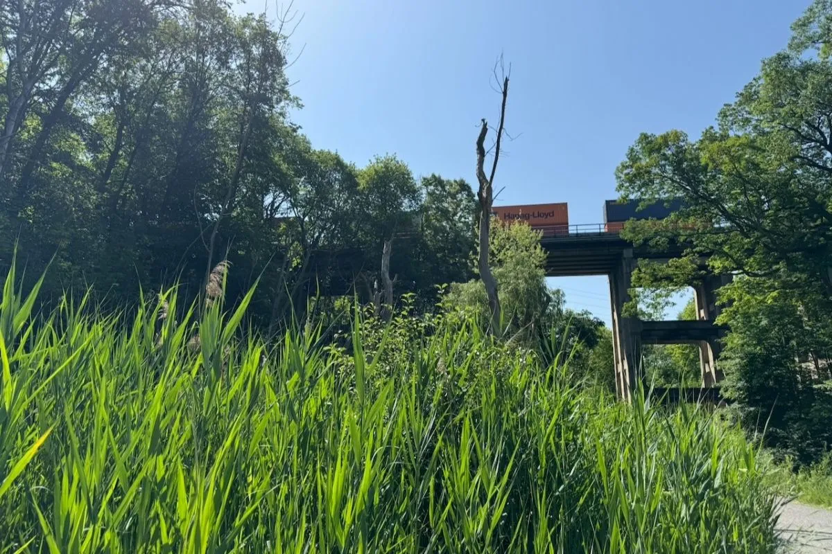 Phragmites-north-of-CPR-railway-bridge-1200